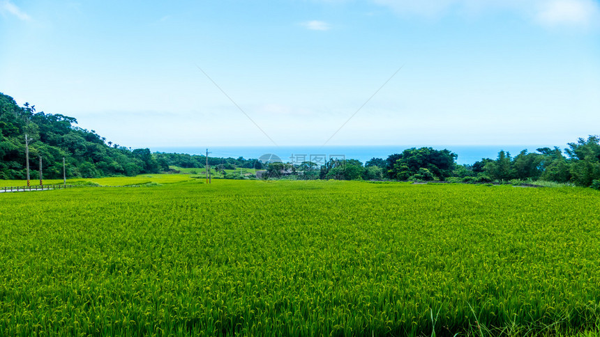 绿稻特写日出下稻田的稻穗图片