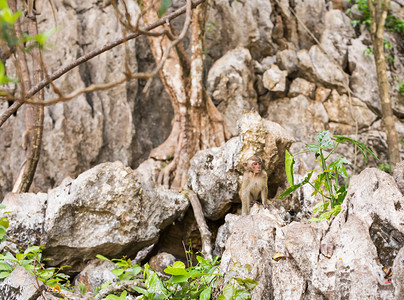 猴子在森林里可爱的猴子一只可爱的猴子住在泰国图片