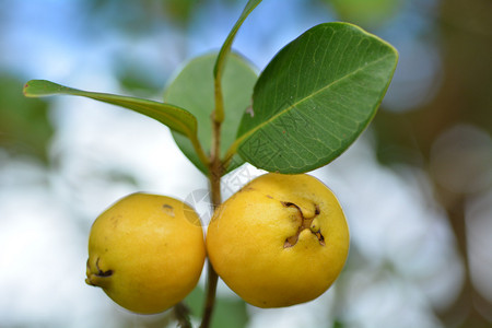 牛逼到底树上种出两颗通常称为Katleyguava草莓guava或樱桃g背景