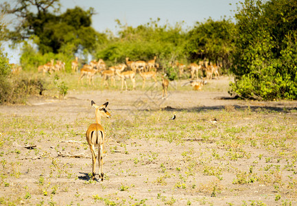 非洲博茨瓦纳的Impala牧群与一只Impa图片