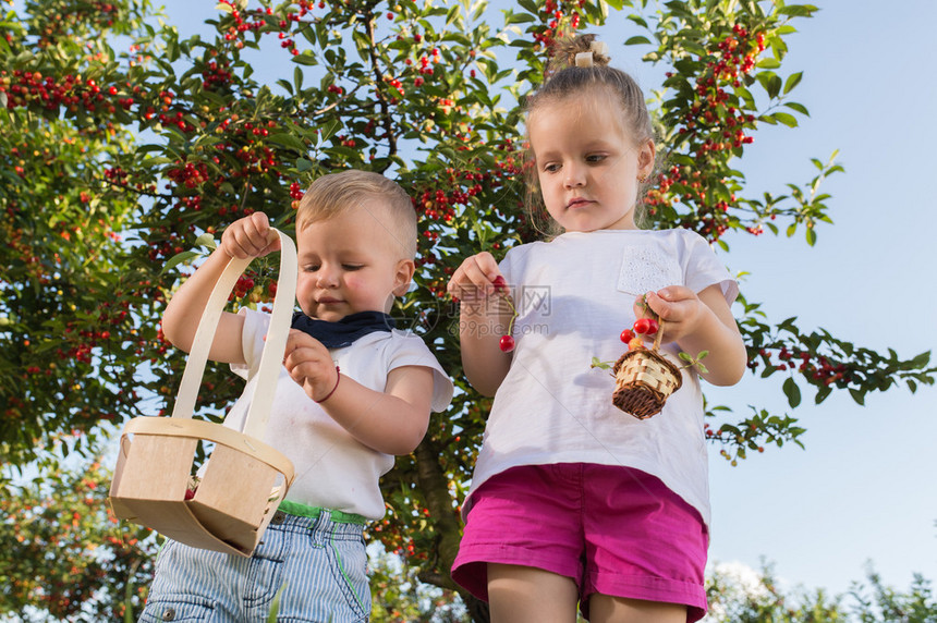 孩子们在水果农场采摘樱桃图片