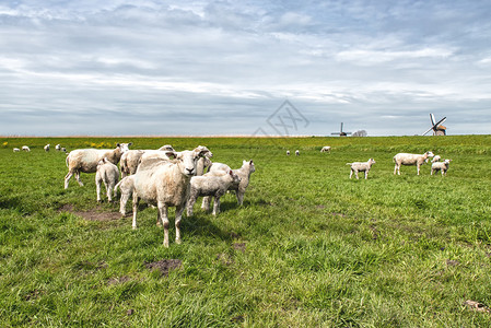 草地上的羊和羔羊图片