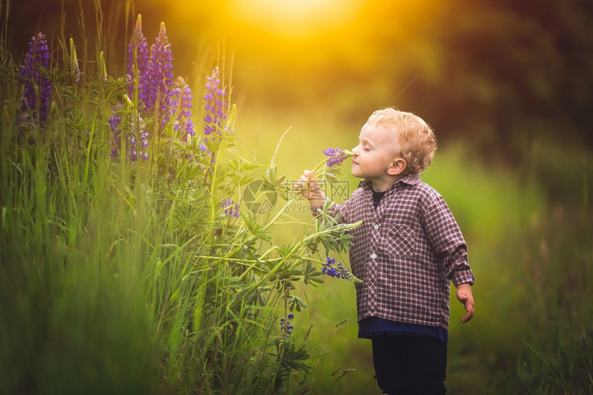 可爱的小男孩在夏日的夕阳在草原上采花图片