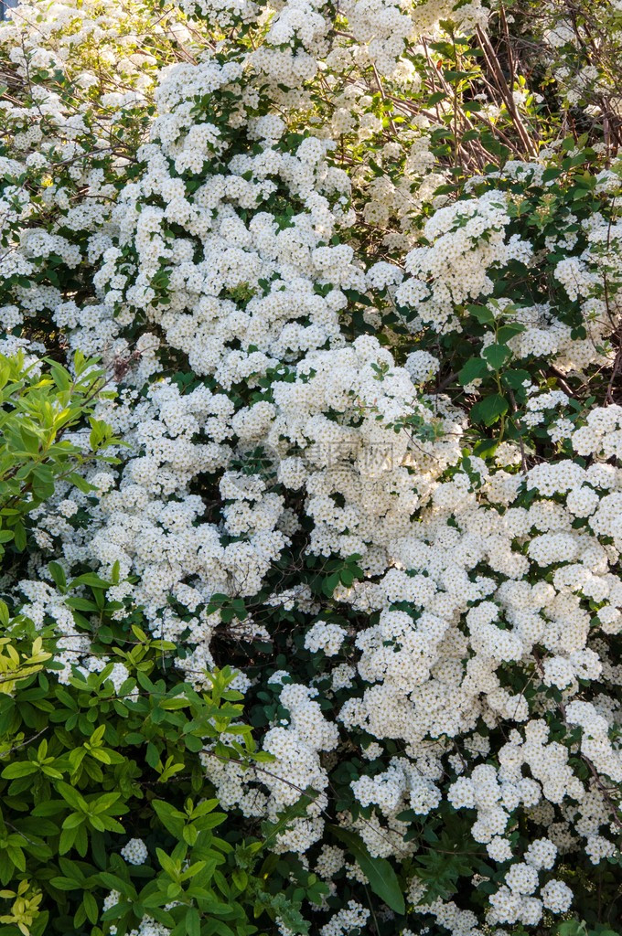 春天早晨绣线菊的小白花图片