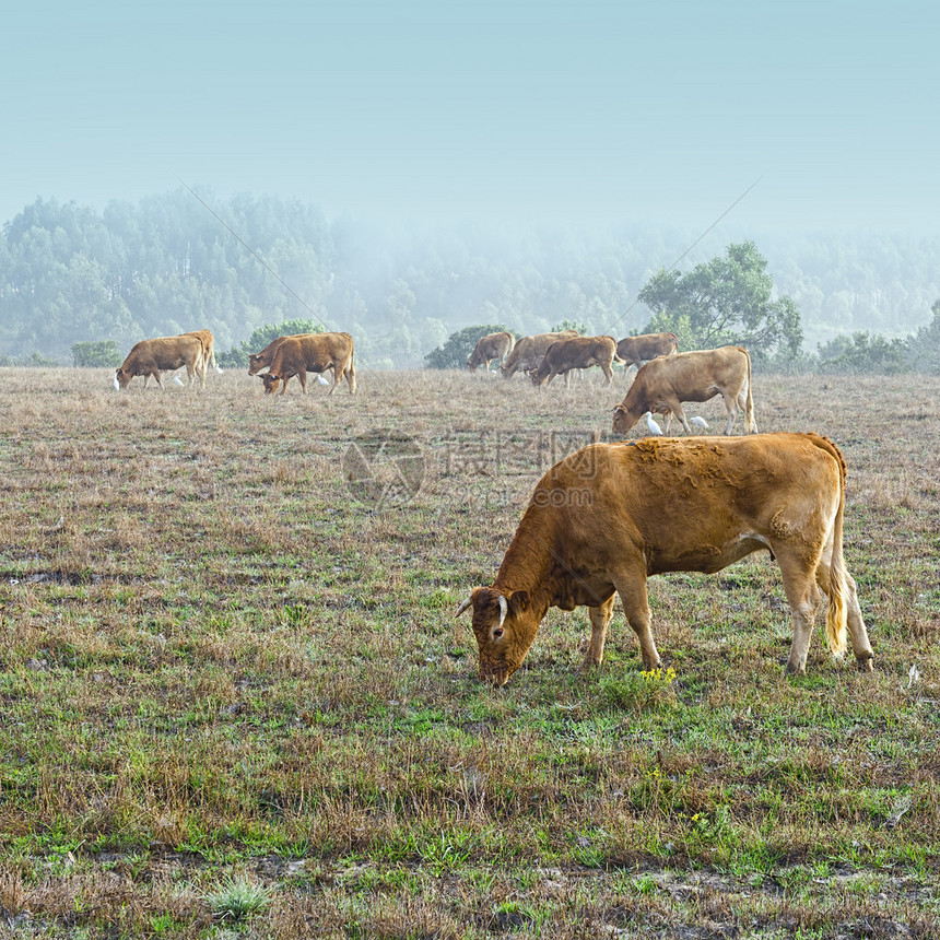 雾蒙的早晨牛和在葡萄牙的草地上吃草图片