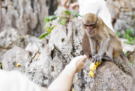 可爱猴子可爱猴子生活在泰国图片