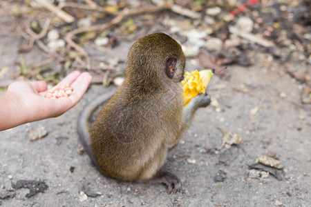 猴子坐着吃香蕉户外的图片