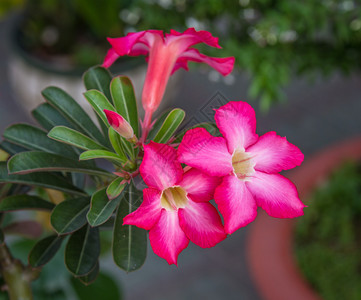 花园里的紫色粉色红色宇宙花图片