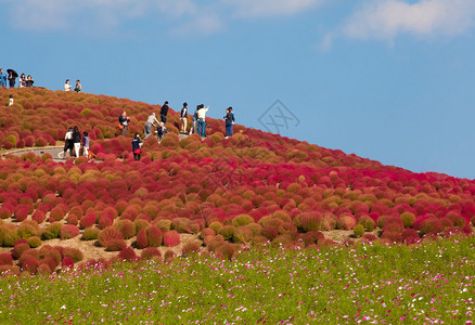 koc日本伊巴拉基省日立海边公园秋季美丽的Koc背景