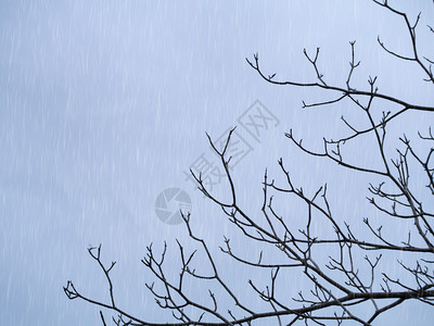 死树在雨中的剪影图片