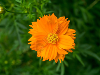 花园里的橙色波斯菊花图片