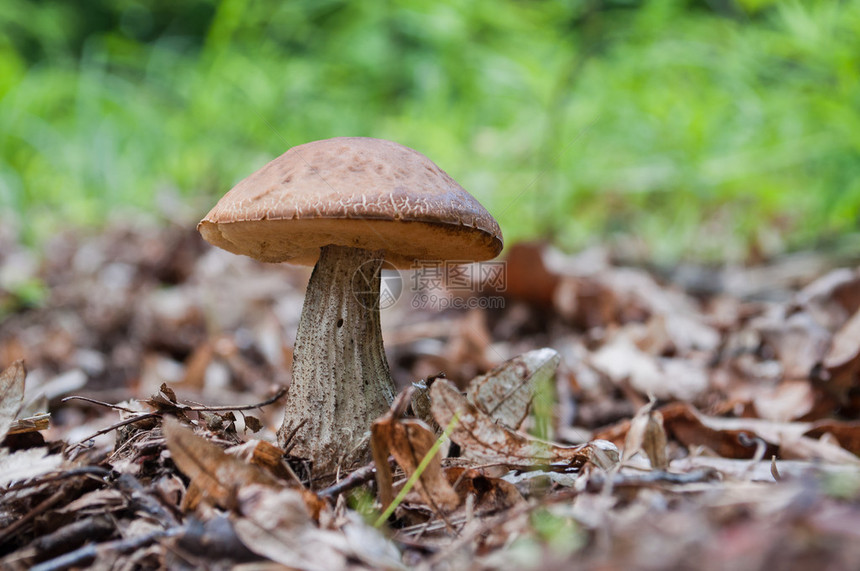 棕蘑菇Leccinum图片