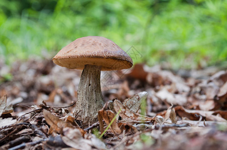 棕蘑菇Leccinum图片