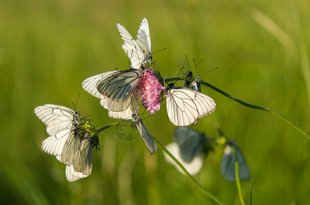 沙自然草地上的白蝴蝶图片