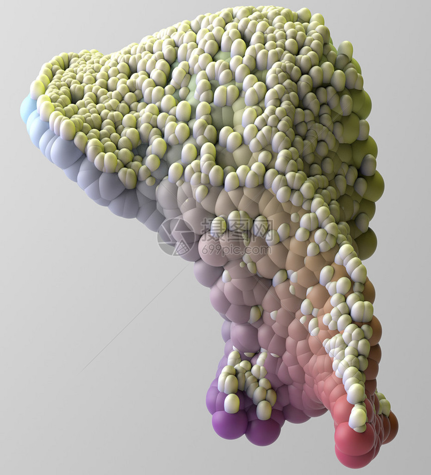 在有机组织人体3D转化图片