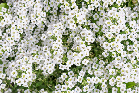 白色花朵甜图片