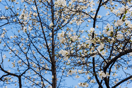 花朵对抗蓝天的日本HEMEK图片