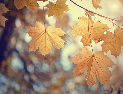 黄色枫叶秋天的落叶图片