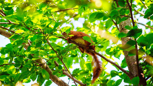 夏时树枝上的松鼠图片