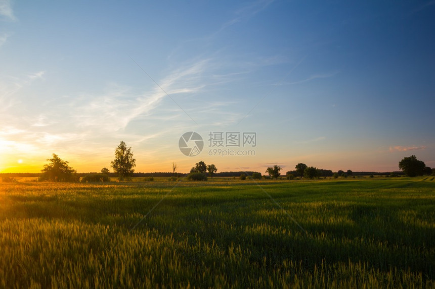 美丽的夏日田野与绿色谷物在蓝天白云下的图片