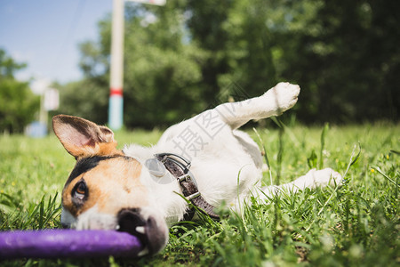 小狗饲养杰克罗素泰瑞在草地上玩耍带图片