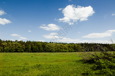 蓝天背景春天的割草场和森林图片