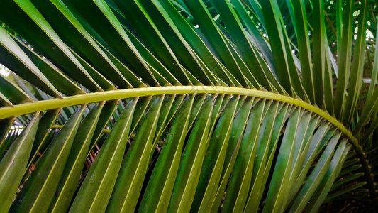 透视的棕榈树叶子图片