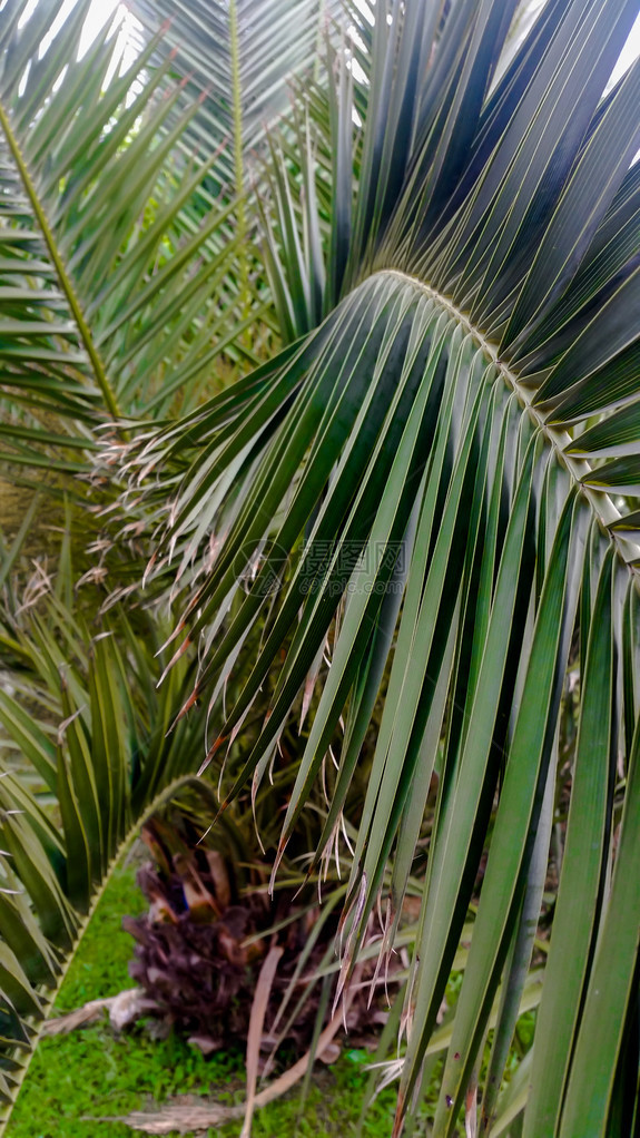 透视的棕榈树叶子图片