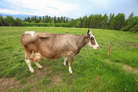 高山草甸奶牛观生态农耕图片
