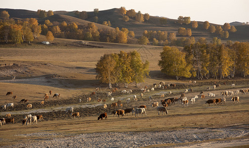 秋天的草场牛图片