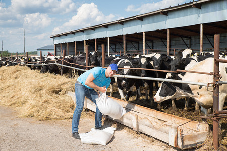 农夫在有奶牛的农场工作图片