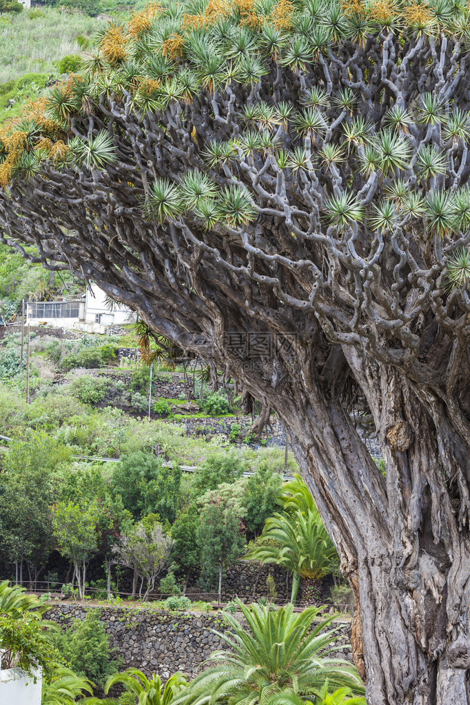 西班牙加那利群岛特内里费岛西北部IcoddelosVinos棕榈树中著名的龙树Dracaenadraco图片