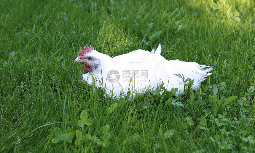 白肉鸡在绿色草坪上行走图片