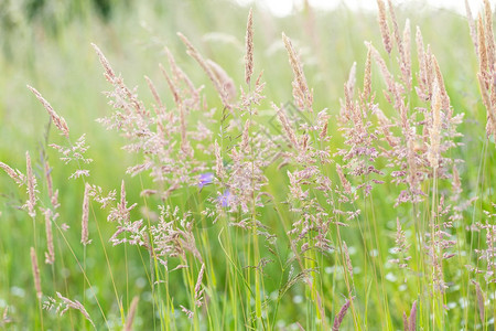 夏天盛开的美丽野草绿色野草的特写图片