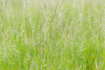 夏天盛开的美丽野草绿色野草的特写图片