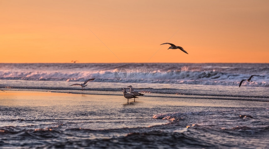 鸟儿清晨在海滨洛克威公园地区纽约附近的图片