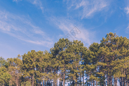 松树林和蓝天空图片