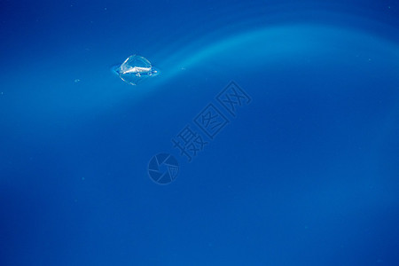 深蓝色大海背景中的贝莱拉水母背景图片