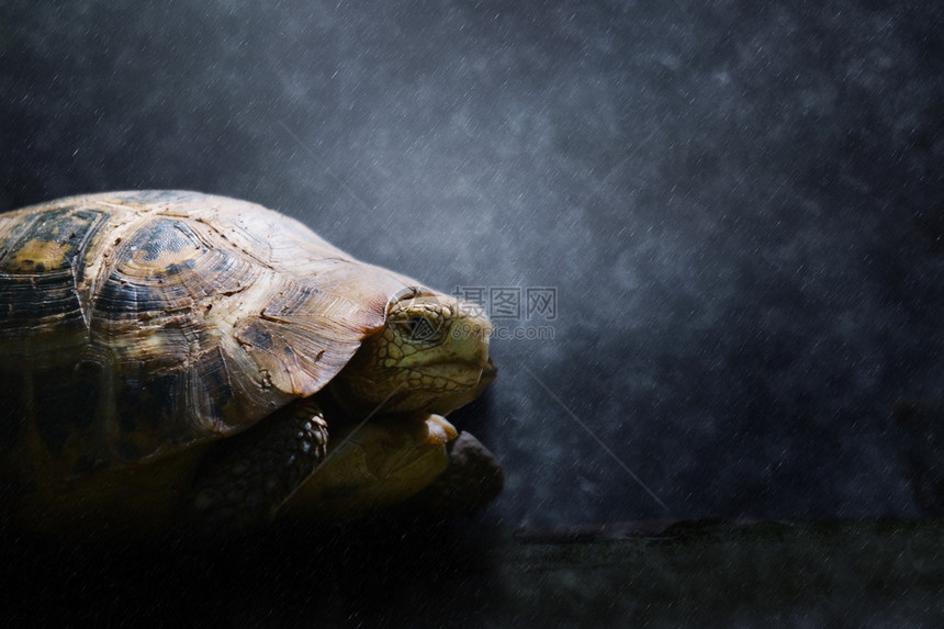雨中的野龟图片