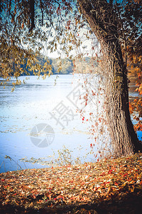 底河秋天岸边的树黄叶落下并产图片