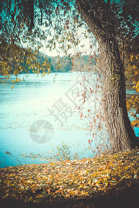 底河秋天岸边的树黄叶落下并产图片