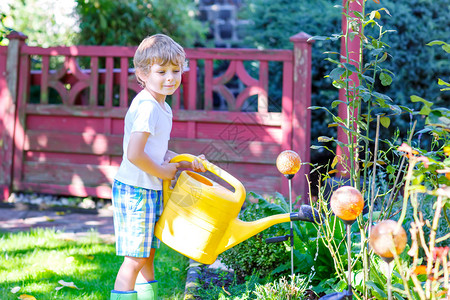 可爱的小男孩在花园里用罐头浇花孩子在温暖的夏日帮助和玩乐家庭花园图片