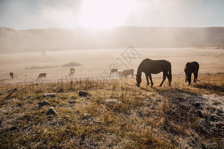 清晨在雾中放牧牛和马图片