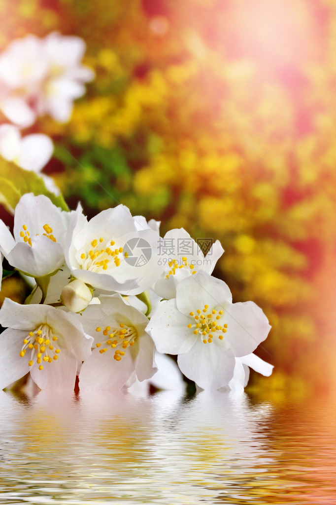 春天的风景与精致的茉莉花白花图片
