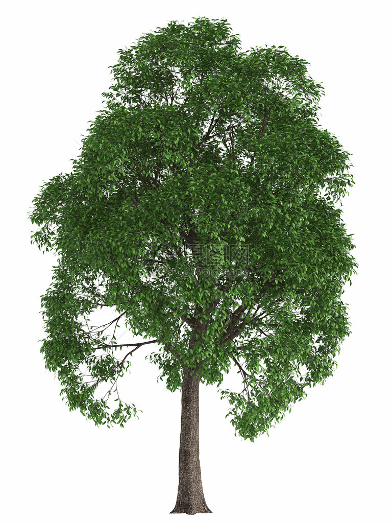 白色背景上隔离的绿色夏日树3d使高品质的图片