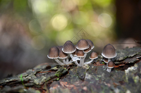 在澳洲雨林的一棵树苗上生长的仙水墨盖真菌Coprin图片