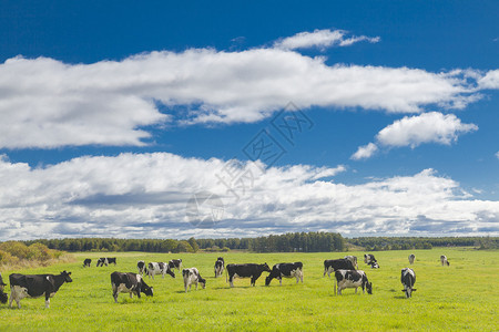 在旷野吃草的牛图片