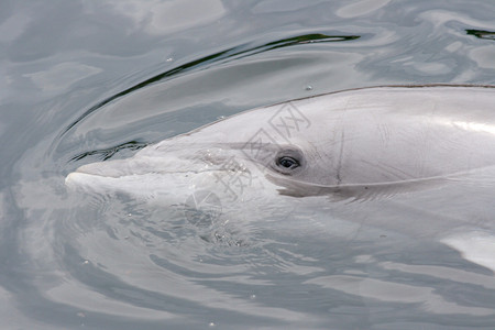 海豚Delphinidae背景图片