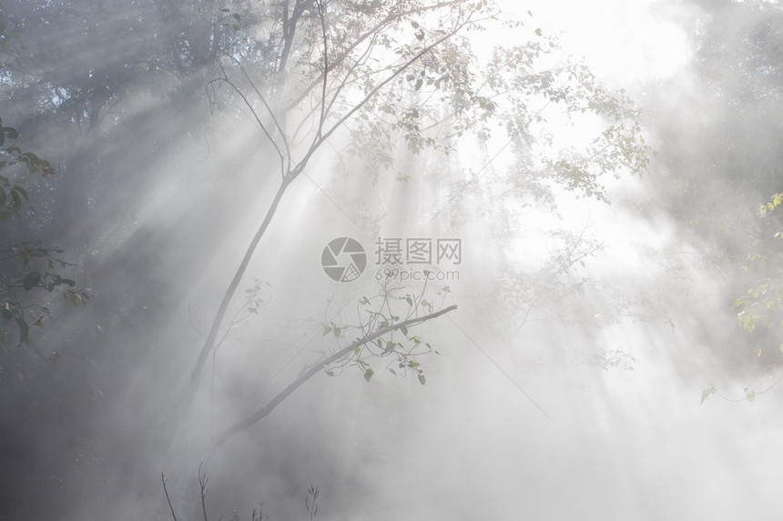 泰国北部公园雾蒙的早晨图片