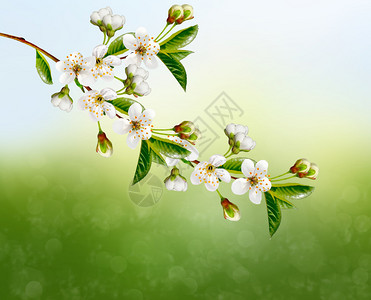 春天的风景开花的樱桃树春天开花的园图片